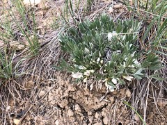 Astragalus gilviflorus