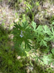 Geranium carolinianum carolinianum