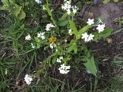 Myosotis