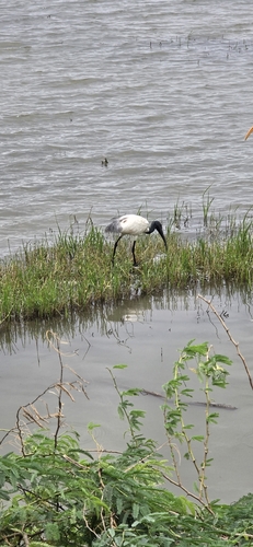 Black-headed Ibis
