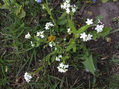 Myosotis