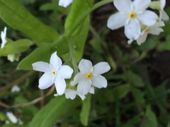 Myosotis