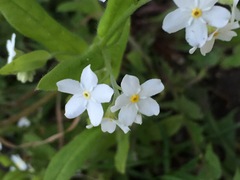 Myosotis