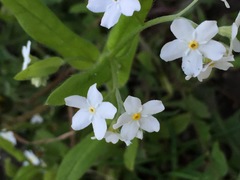 Myosotis