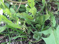 Myosotis