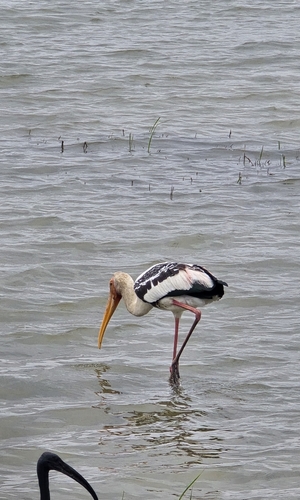 Painted Stork