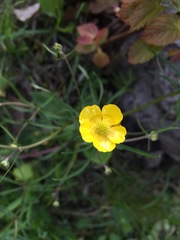 Ranunculus auricomus