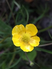 Ranunculus auricomus