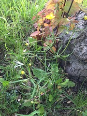 Ranunculus auricomus