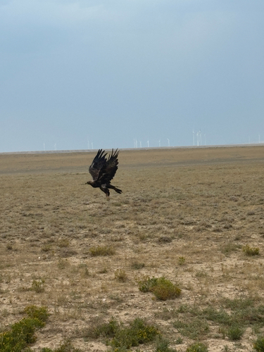 Golden Eagle