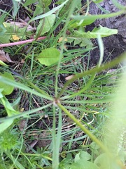 Ranunculus auricomus