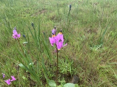 Primula pauciflora macrocarpa