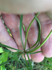 Ranunculus auricomus