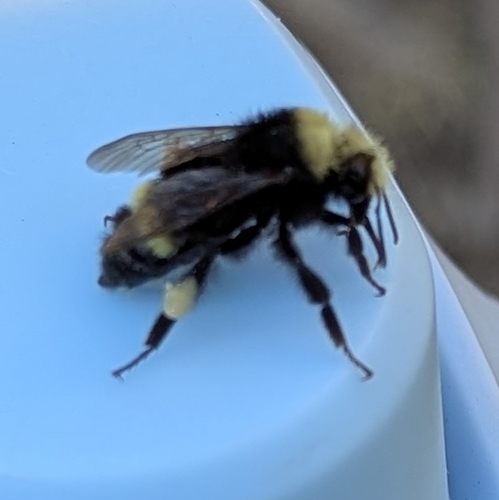 iNaturalist observation photo of Bumble Bees