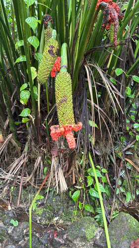 Carludovica palmata observed 2026-07-16