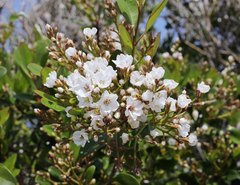 Rhaphiolepis umbellata