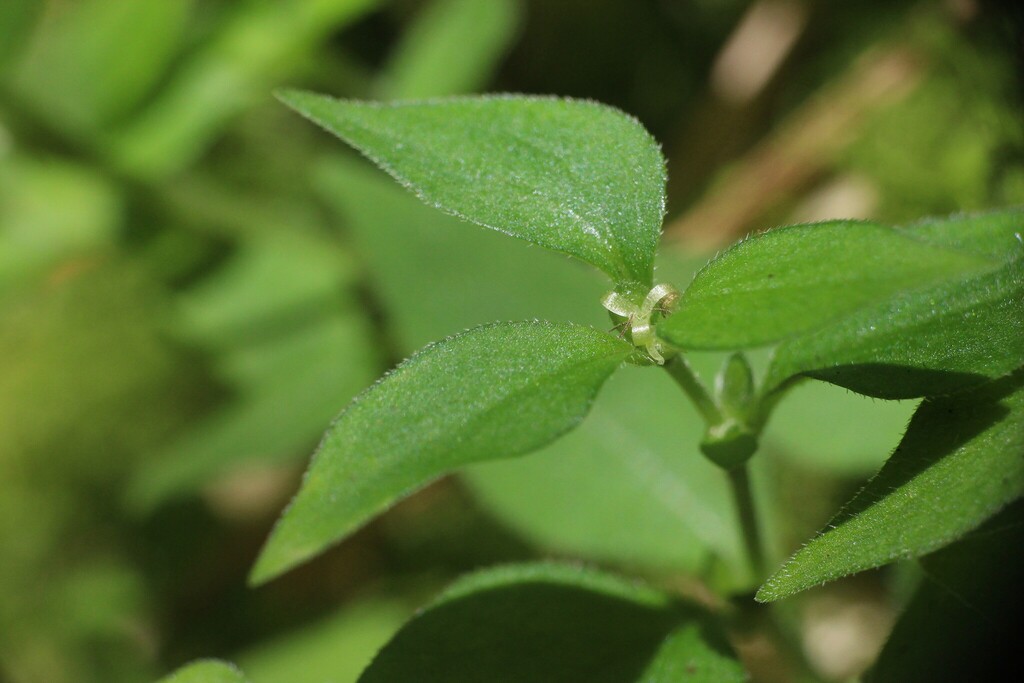 Theligonum formosanum