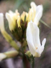 Astragalus pectinatus