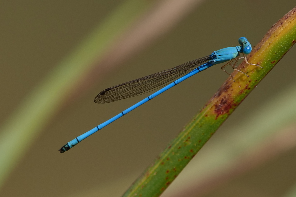 Azure Marsh Dart