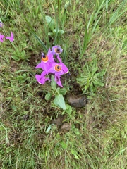 Primula pauciflora macrocarpa