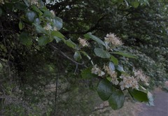 Crataegus tracyi