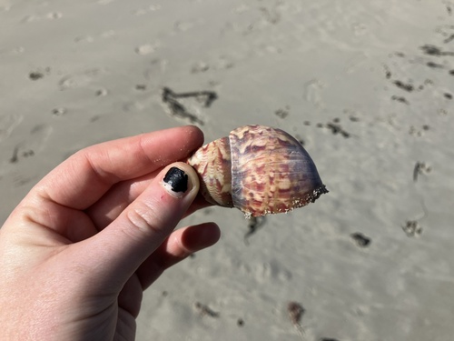 Painted-lady Pheasant Shell