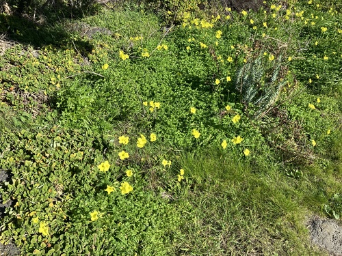Bermuda buttercup