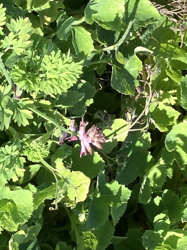 common ramping-fumitory