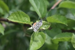 Anthocharis julia flora