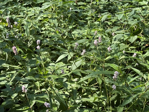 Pink Smartweed