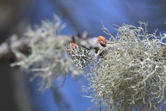 Anthocharis julia flora