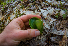 Platanthera orbiculata