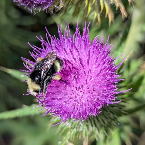 iNaturalist observation photo of Bumble Bees