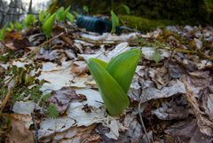Platanthera orbiculata