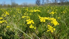 Lomatium bradshawii