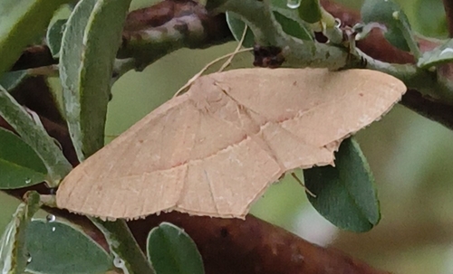 Traminda mundissima