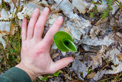 Platanthera orbiculata