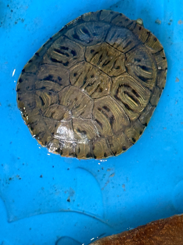 Pond Slider