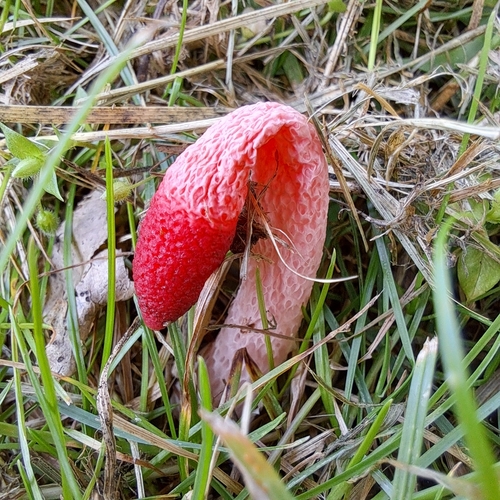 red stinkhorn