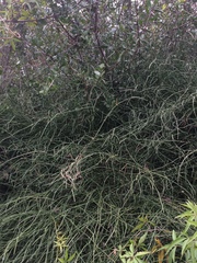Ephedra tweedieana