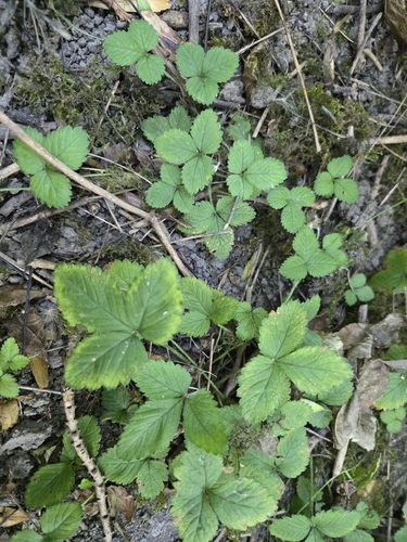 mock strawberry