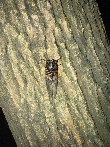 Eastern horse cicada