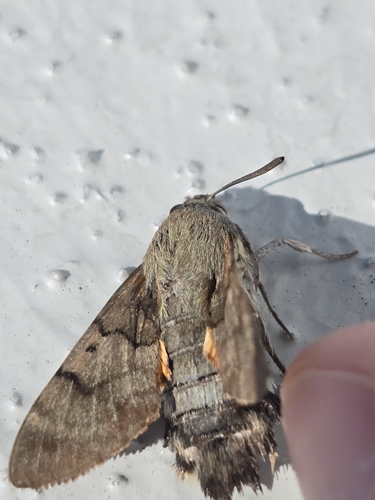 Eurasian Hummingbird Hawkmoth