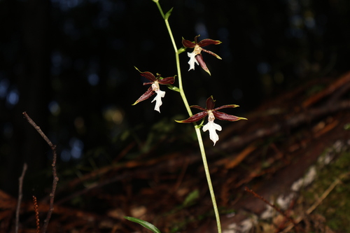 Calanthe arcuata observed 2026-08-06