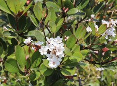 Rhaphiolepis umbellata
