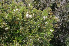 Rhaphiolepis umbellata