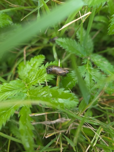 Common European Ambersnail