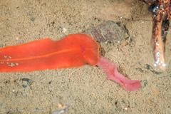 Limnostylochus
