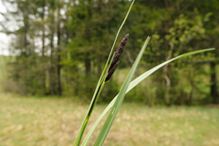 Carex acutiformis