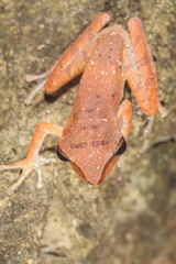Polypedates discantus